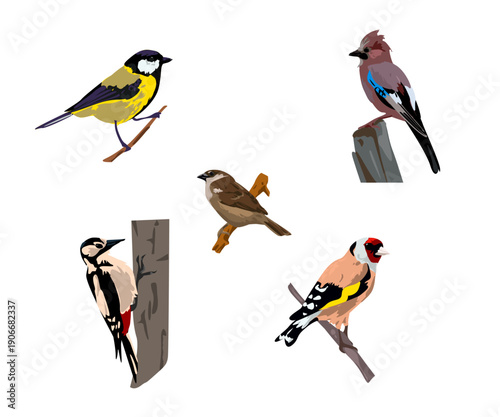 Birds set. Spring songbirds. Flat vector illustration isolated on white background.