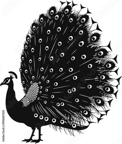 Silhouette of a majestic peacock with spread plumage