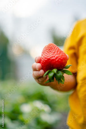 An extreme close-up puts the focus sharply on a ripe strawberry held in a childs hand, with the child softly blurred. the beauty and appeal of fresh, healthy food for young eaters.