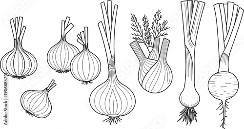 Hand drawn onion and garlic vegetable botanical line art illustrations isolated on white background, fresh organic food vector collection