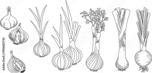 Hand drawn onion and garlic vegetable botanical line art illustrations isolated on white background, fresh food vector design collection