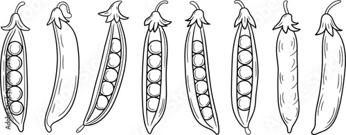 Hand drawn pea pod vegetable botanical line art illustrations with open and closed views isolated on white background vector set