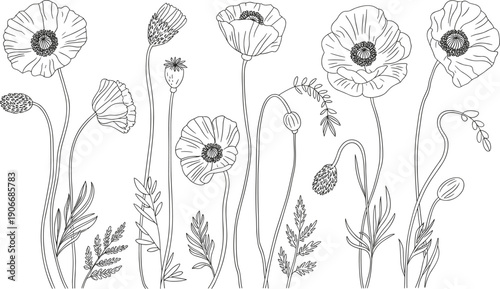 Hand drawn poppy flower botanical line art illustration isolated on white background, elegant floral vector design for decorative use