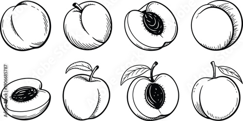 Hand drawn peach fruit botanical line art illustrations with whole and cut views isolated on white background, fresh food vector