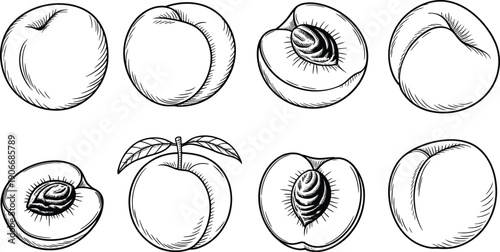 Hand drawn peach fruit botanical line art illustrations with whole and cut views isolated on white background, fresh organic food