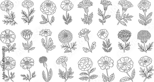 Large collection of hand drawn flower botanical line art illustrations isolated on white background, decorative floral vector design elements set