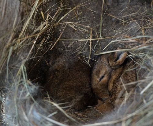 Photography 3 weeks old Kastorex bunny babies hidden in its burrow made from straw and rabbit hair