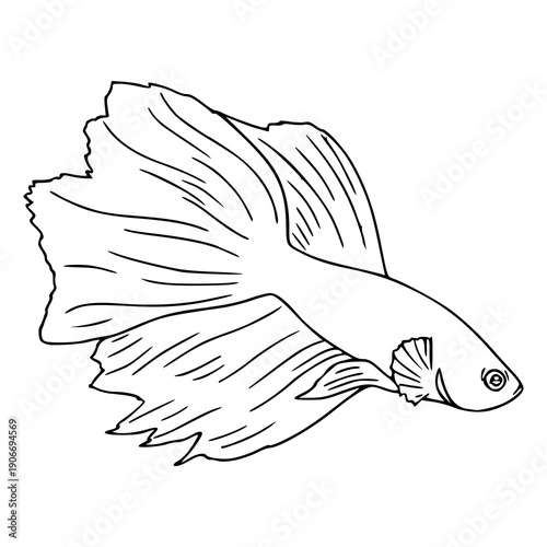 beautiful betta fish line art illustration with long fins