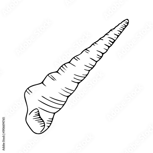 auger shell line art illustration isolated on white