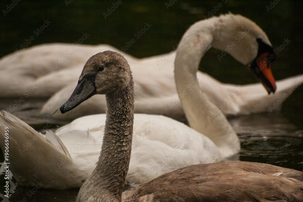 Fototapeta premium Young mute swan with parents