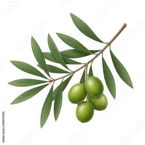 Wallpaper Mural A branch with green leaves and olives Torontodigital.ca