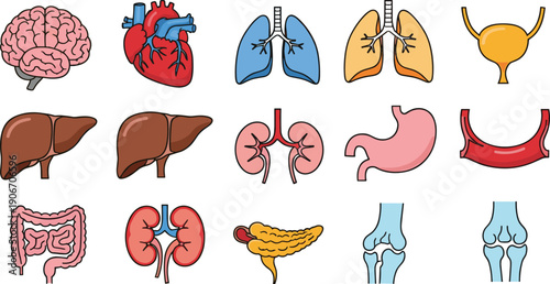 Flat vector illustration set of human internal organs including brain heart lungs liver kidneys stomach intestines pancreas bladder and joints for medical education.