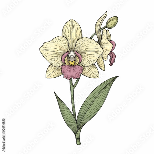 Beautiful hand drawn orchid flower illustration with leaves and buds.