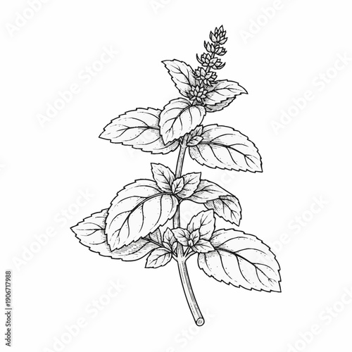Detailed black and white line drawing of a basil plant with leaves and flowers.