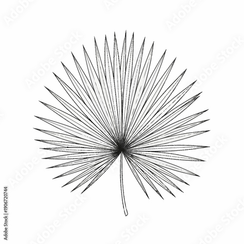 Black and white dandelion seed head on white background.