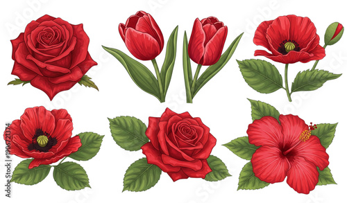 Red flowers vector illustration isolated on white background