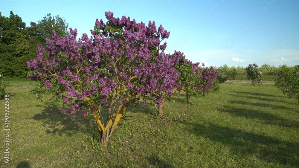 custom made wallpaper toronto digitalA wide field of lilac trees in full purple bloom spreads across the Dobele Lilac Garden on a bright spring day. Rows of flowering shrubs and green grass create a vibrant, serene seasonal landscape.