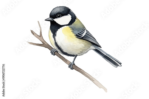 great tit on a branch