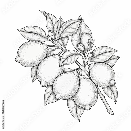 Detailed black and white illustration of lemons on a branch with leaves.