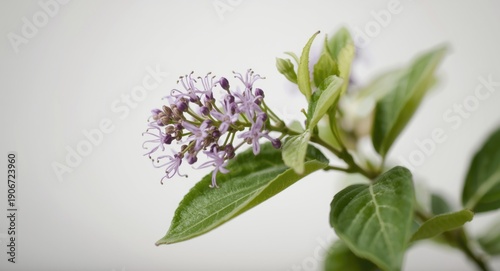 Baikal skullcap botanical specimen featured in traditional health treatments with mild focus