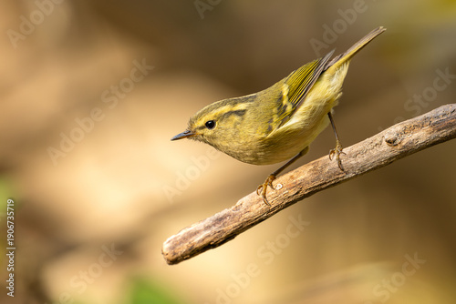 Hume's Warbler