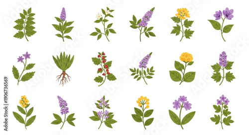 Collection of various botanical illustrations of plants and flowers.