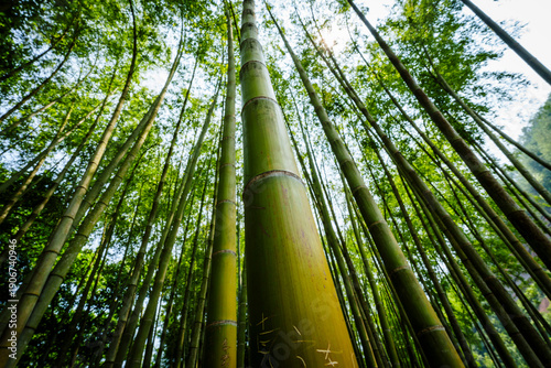 bamboo forest near Shitangxi bridge, Leshan Big Buddha Park, Leshan city, Sichuan, China, Asia