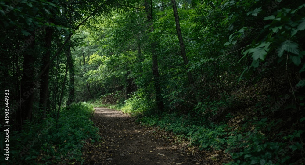 Obraz premium A natural trail immersed in thick forest greenery