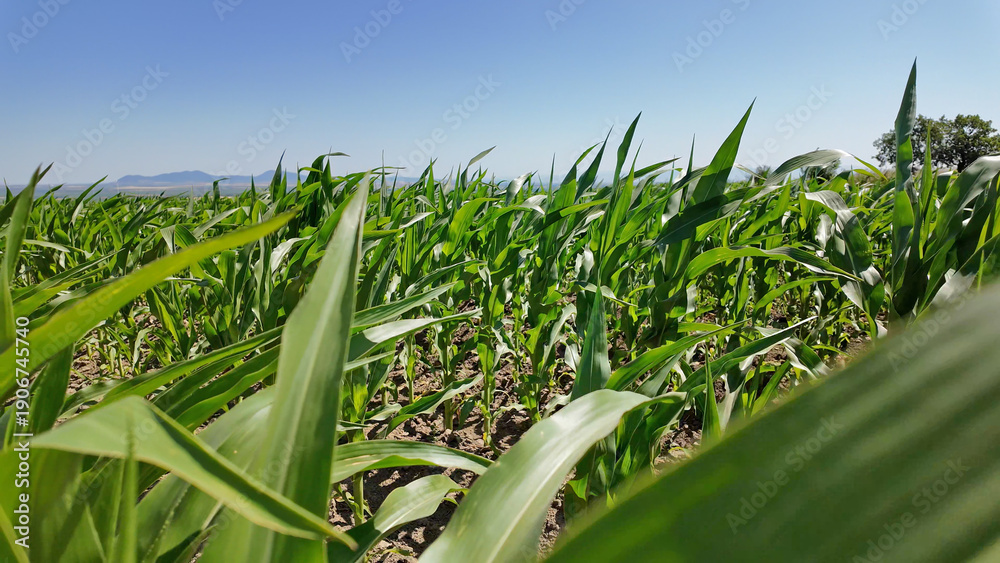 Fototapeta premium Green young corn field in summertime sunny day.