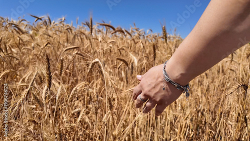 Photography Woman touching fresh wheat on the farm.