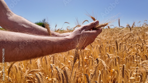 Фотография Man touching fresh wheat on the farm.