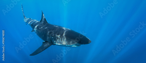 Great white shark cruising in deep blue Pacific waters near Guadalupe Island, Mexico. Underwater wildlife scene with dramatic light rays and ocean surface, powerful marine predator in natural habitat