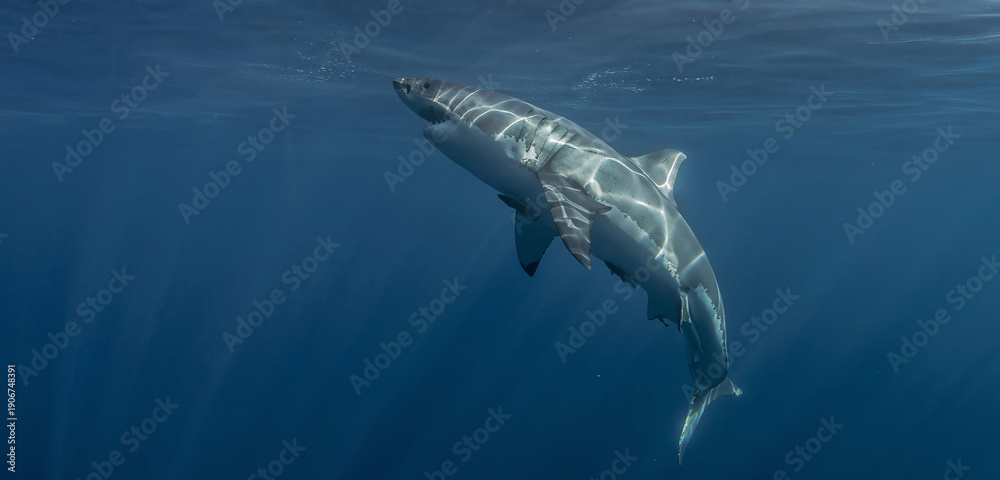 Obraz premium Underwater view of a great white shark swimming in the Pacific Ocean by Guadalupe Island, Mexico. Clear blue water, sunbeams and open sea create a cinematic wildlife moment.