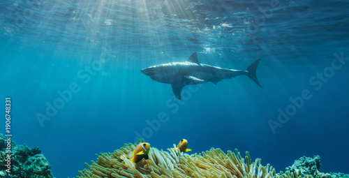 Great white shark cruising in deep blue Pacific waters near Guadalupe Island, Mexico. Underwater wildlife scene with dramatic light rays and ocean surface, powerful marine predator in natural habitat