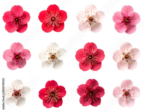 Plum blossom flower set arranged in grid on white background