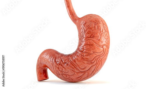 Realistic Human Stomach Medical Illustration