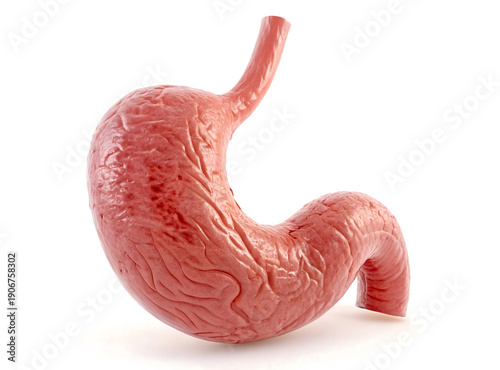 Realistic Human Stomach Medical Illustration