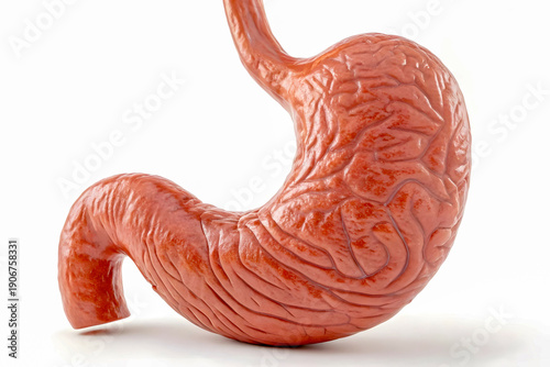 Photorealistic 3D Human Stomach Anatomy
