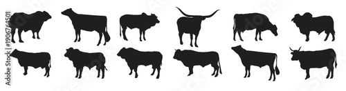 set of vector silhouettes of cattle breeds