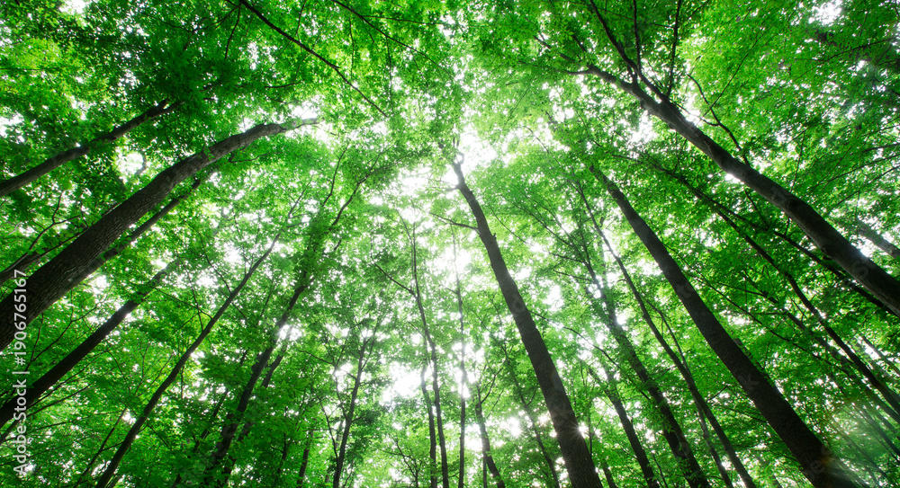 Naklejka premium forest trees. nature green wood sunlight backgrounds