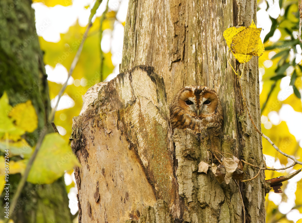 Obraz premium A brown tawny owl looks forward, well camouflaged by the tree bark, large brown eyes of the tawny owl, yellow-green leaves in the background, Strix aluco