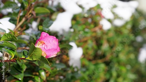 Camellia Bud Covered with Snow in Winter – Quiet Nature and Resilience
