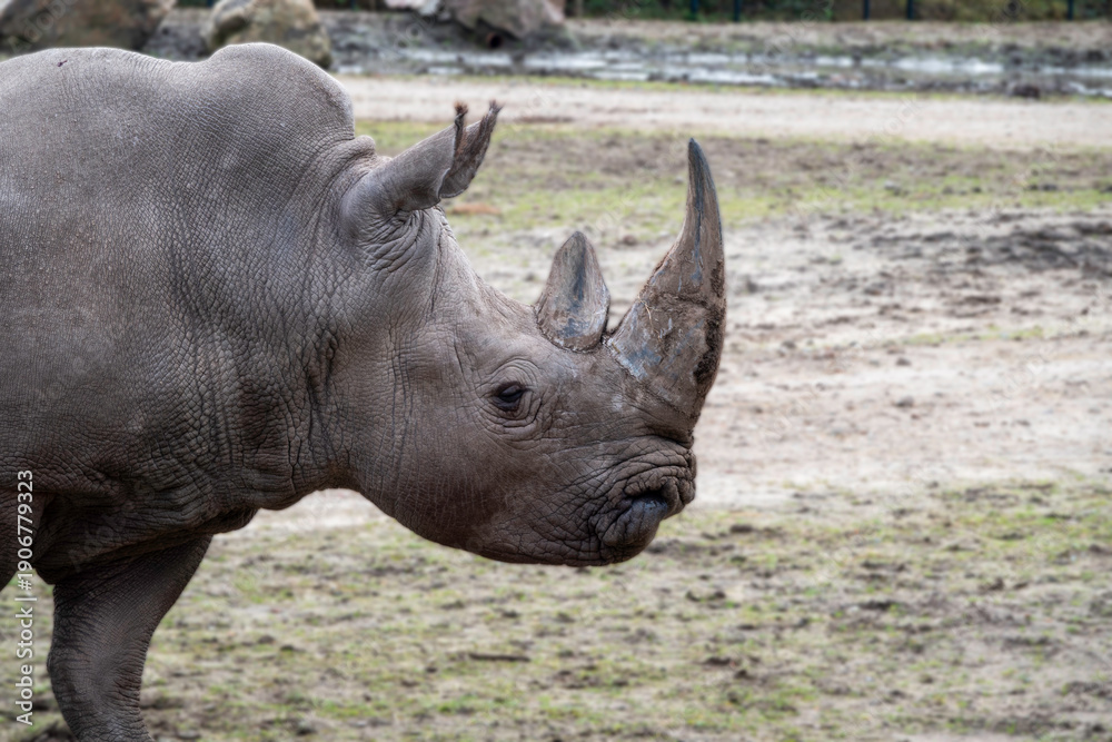 Fototapeta premium closup rhino with lttle blurry background wildlife
