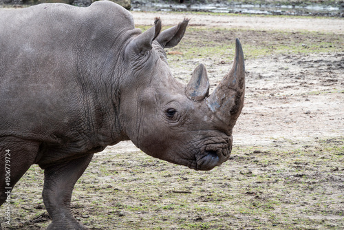 closup rhino with lttle blurry background wildlife