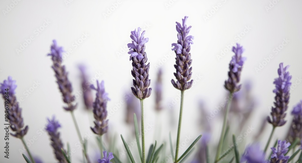 Obraz premium Lavandula angustifolia violet blooms valued for their natural bactericidal and perfuming oils