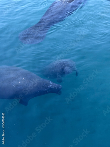Large Group of Manatees Seeking Warm Water in Winter
