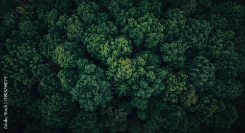 High angle summer photo of a dark green forest canopy with wide copy space available