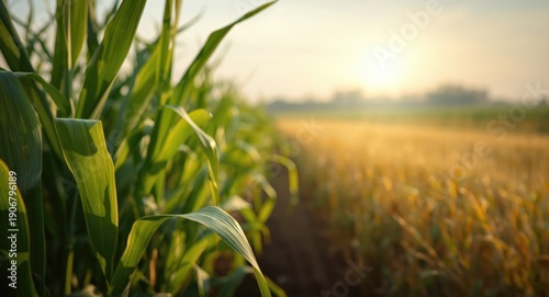 Wallpaper Mural Green rural farmland scene focused on close up of corn plant leaves Torontodigital.ca