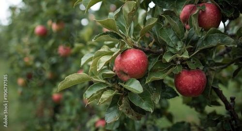 Wallpaper Mural Apple trees in garden with ripe red apples ready for harvest and copyspace Torontodigital.ca