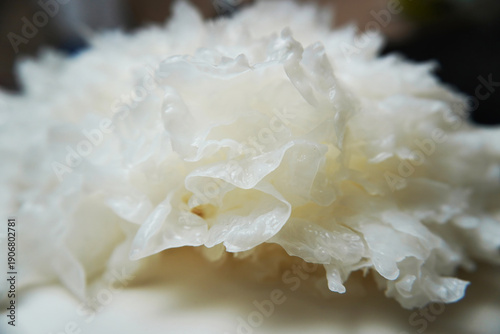 Close-up of Tremella fuciformis mushroom. White gelatinous fungus displays detailed branching lobes, translucent wrinkled surface, fine textures in macro view. Edible snow mushroom species.